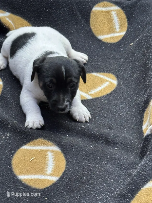 Dixie/Blue – Jack Russell Terrier puppy for sale in Nicholasville, KY