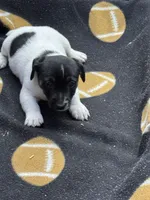Dixie/Blue, a male Jack Russell Terrier for sale in Nicholasville, KY – 1 of 2