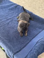 Wayne/Rose, a female Jack Russell Terrier for sale in Nicholasville, KY – 2 of 4