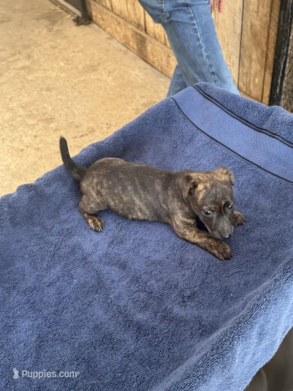 Wayne/Rose – Jack Russell Terrier puppy for sale in Nicholasville, KY