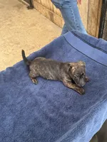Wayne/Rose, a female Jack Russell Terrier for sale in Nicholasville, KY – 1 of 4