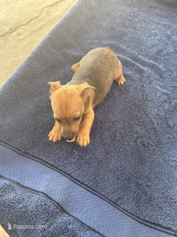 Wayne/Rose – Jack Russell Terrier puppy for sale in Nicholasville, KY
