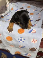 Muffin/Black Jack, a male Jack Russell Terrier for sale in Nicholasville, KY – Photo 4 of 4