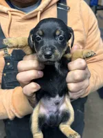 Muffin/Black Jack, a male Jack Russell Terrier for sale in Nicholasville, KY – Photo 1 of 4