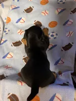 Muffin/Black Jack, a male Jack Russell Terrier for sale in Nicholasville, KY – Photo 3 of 4