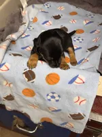 Muffin/Black Jack, a male Jack Russell Terrier for sale in Nicholasville, KY – Photo 2 of 4