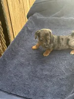 Blue/Shirley, a male Jack Russell Terrier for sale in Nicholasville, KY – 4 of 4