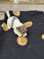 Blue/Dixie, a female Jack Russell Terrier for sale in Nicholasville, KY – 4 of 4