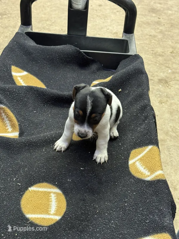 Dixie/Blue – Jack Russell Terrier puppy for sale in Nicholasville, KY