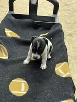 Dixie/Blue, a female Jack Russell Terrier for sale in Nicholasville, KY – 1 of 2