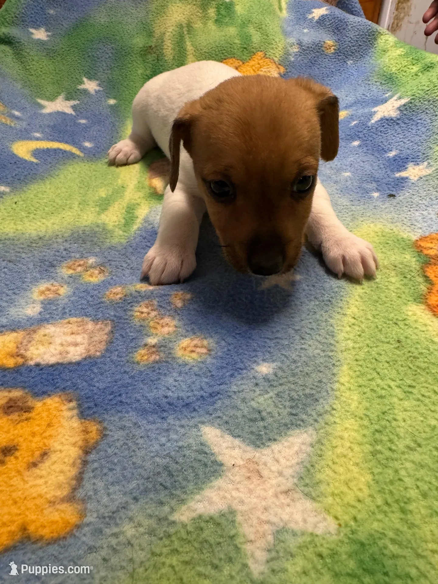 Ms Red/Buss – Jack Russell Terrier puppy for sale in Nicholasville, KY