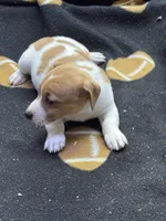 Dixie/Blue, a male Jack Russell Terrier for sale in Nicholasville, KY – 2 of 3