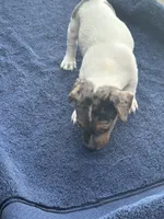 Blue/Shirley, a female Jack Russell Terrier for sale in Nicholasville, KY – 2 of 4