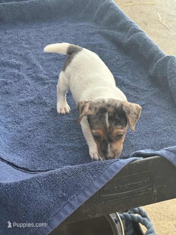 Blue/Shirley – Jack Russell Terrier puppy for sale in Nicholasville, KY