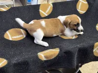 Dixie/Blue, a male Jack Russell Terrier for sale in Nicholasville, KY – 3 of 4