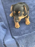Blue/Shirley, a female Jack Russell Terrier for sale in Nicholasville, KY – 2 of 4