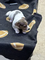 Blue/Dixie, a female Jack Russell Terrier for sale in Nicholasville, KY – 2 of 4