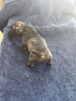 Wayne/Rose, a female Jack Russell Terrier for sale in Nicholasville, KY – 2 of 3