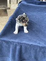 Roxy/Frank, a male Jack Russell Terrier for sale in Nicholasville, KY – 4 of 6