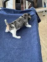 Roxy/Frank, a male Jack Russell Terrier for sale in Nicholasville, KY – 6 of 6