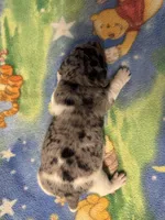 Roxy/Frank, a male Jack Russell Terrier for sale in Nicholasville, KY – Photo 3 of 3