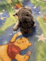 Roxy/Frank, a male Jack Russell Terrier for sale in Nicholasville, KY – Photo 2 of 3