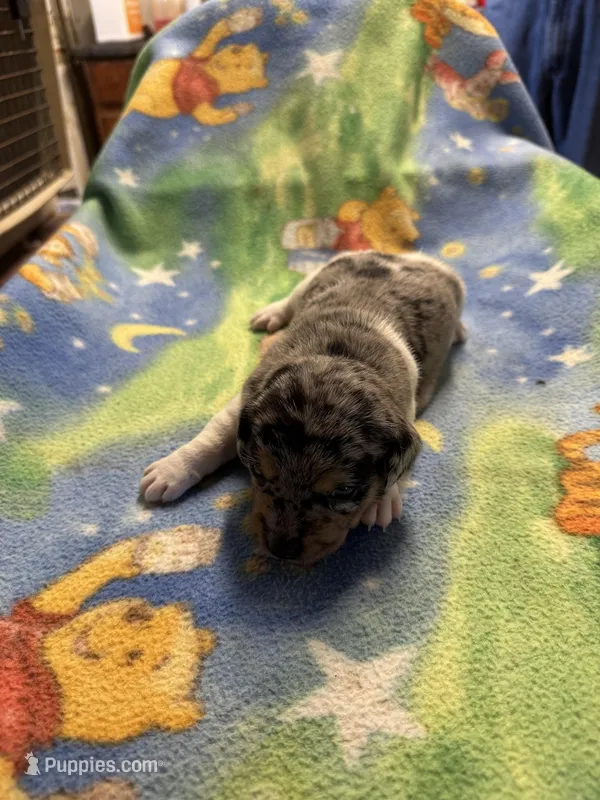 Roxy/Frank – Jack Russell Terrier puppy for sale in Nicholasville, KY