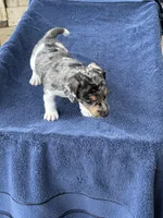 Roxy/Frank, a male Jack Russell Terrier for sale in Nicholasville, KY – 5 of 6