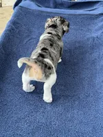 Roxy/Frank, a male Jack Russell Terrier for sale in Nicholasville, KY – 3 of 6