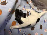 Muffin/Black Jack, a female Jack Russell Terrier for sale in Nicholasville, KY – Photo 3 of 5