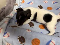 Muffin/Black Jack, a female Jack Russell Terrier for sale in Nicholasville, KY – Photo 4 of 5