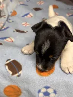 Muffin/Black Jack, a female Jack Russell Terrier for sale in Nicholasville, KY – Photo 1 of 5