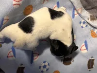 Muffin/Black Jack, a female Jack Russell Terrier for sale in Nicholasville, KY – Photo 2 of 5