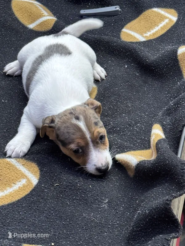 Blue/Dixie – Jack Russell Terrier puppy for sale in Nicholasville, KY