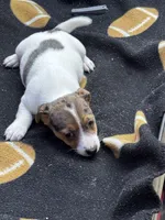 Blue/Dixie, a female Jack Russell Terrier for sale in Nicholasville, KY – 1 of 4