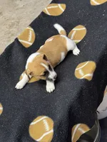 Dixie/Blue, a male Jack Russell Terrier for sale in Nicholasville, KY – 4 of 4