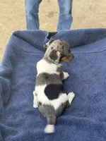 Blue/Shirley, a female Jack Russell Terrier for sale in Nicholasville, KY – 3 of 4