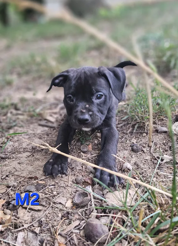 Male 2 – American Pit Bull Terrier, Alapaha Blue Blood Bulldog puppy for sale in Greensboro, NC