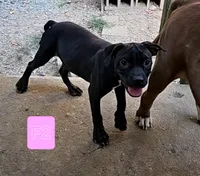 Female 4, a female American Bully and Alapaha Blue Blood Bulldog for sale in Greensboro, NC – 5 of 10