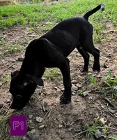 Female 1, a female American Pit Bull Terrier and Alapaha Blue Blood Bulldog for sale in Greensboro, NC – 4 of 10