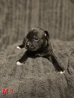 Male 1, a male American Pit Bull Terrier and Alapaha Blue Blood Bulldog for sale in Greensboro, NC – 2 of 3