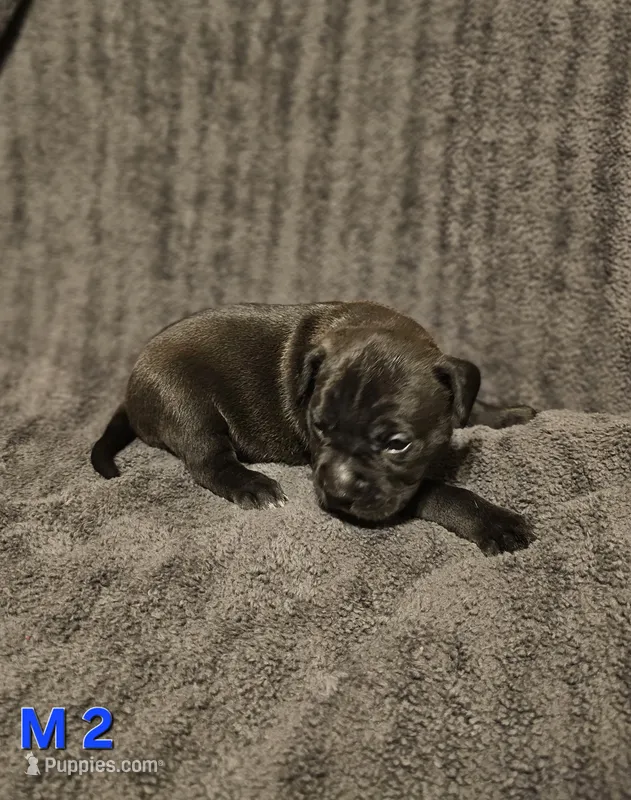 Male 2 – American Pit Bull Terrier, Alapaha Blue Blood Bulldog puppy for sale in Greensboro, NC