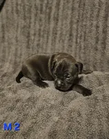Male 2, a male American Pit Bull Terrier and Alapaha Blue Blood Bulldog for sale in Greensboro, NC – 1 of 3