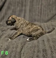 Female 6, a female American Pit Bull Terrier and Alapaha Blue Blood Bulldog for sale in Greensboro, NC – 3 of 3