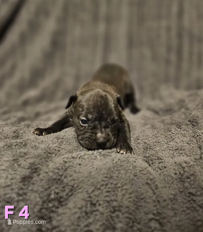 Female 4 – American Pit Bull Terrier, Alapaha Blue Blood Bulldog puppy for sale in Greensboro, NC