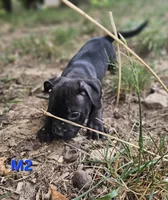 Male 2, a male American Pit Bull Terrier and Alapaha Blue Blood Bulldog for sale in Greensboro, NC – 2 of 7