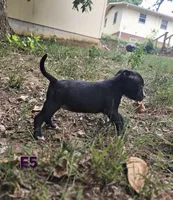 Female 5, a female American Pit Bull Terrier and Alapaha Blue Blood Bulldog for sale in Greensboro, NC – 2 of 9