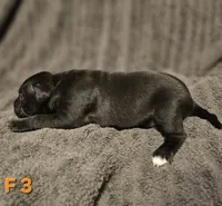 Female 3, a female American Pit Bull Terrier and Alapaha Blue Blood Bulldog for sale in Greensboro, NC – 3 of 3