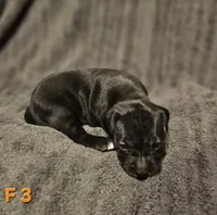 Female 3, a female American Pit Bull Terrier and Alapaha Blue Blood Bulldog for sale in Greensboro, NC – 2 of 3