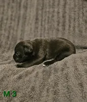 Male 3, a male American Pit Bull Terrier and Alapaha Blue Blood Bulldog for sale in Greensboro, NC – 2 of 3
